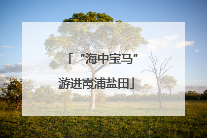 “海中宝马”游进霞浦盐田