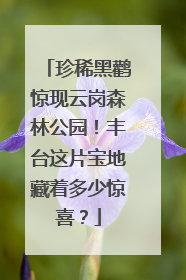 珍稀黑鹳惊现云岗森林公园！丰台这片宝地藏着多少惊喜？
