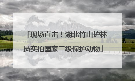 现场直击！湖北竹山护林员实拍国家二级保护动物