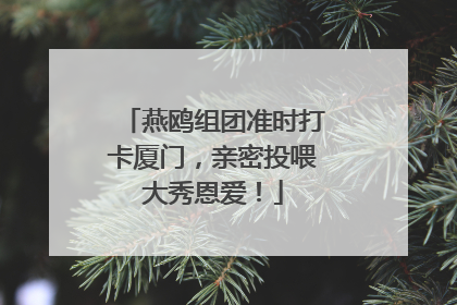 燕鸥组团准时打卡厦门，亲密投喂大秀恩爱！