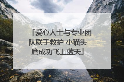 爱心人士与专业团队联手救护 小猫头鹰成功飞上蓝天