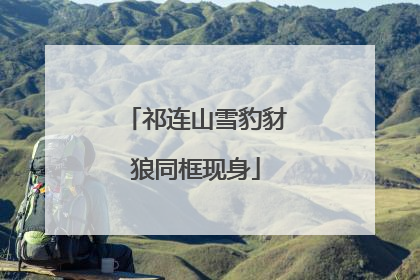 祁连山雪豹豺狼同框现身