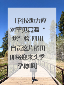 科技助力应对罕见高温“烤”验 四川自贡这片稻田即将迎来头季孕穗期