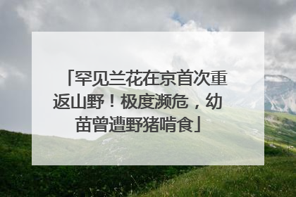 罕见兰花在京首次重返山野！极度濒危，幼苗曾遭野猪啃食