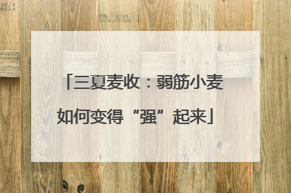 三夏麦收：弱筋小麦如何变得“强”起来