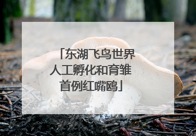 东湖飞鸟世界人工孵化和育雏首例红嘴鸥