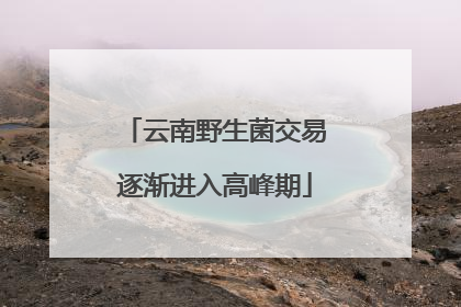 云南野生菌交易逐渐进入高峰期