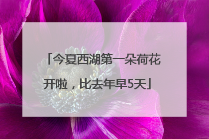 今夏西湖第一朵荷花开啦，比去年早5天
