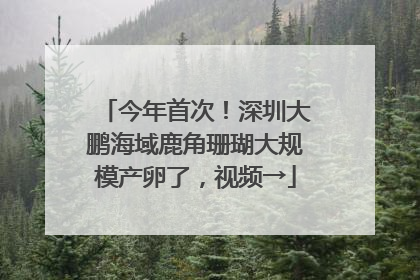今年首次！深圳大鹏海域鹿角珊瑚大规模产卵了，视频→