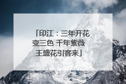 印江：三年开花变三色 千年紫薇王盛花引客来