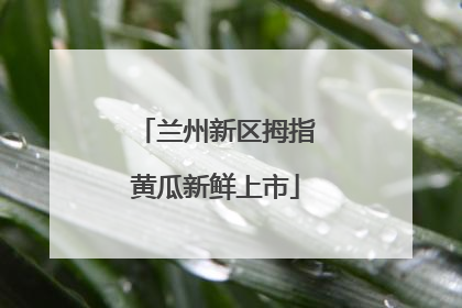 兰州新区拇指黄瓜新鲜上市
