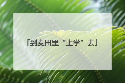 到麦田里“上学”去