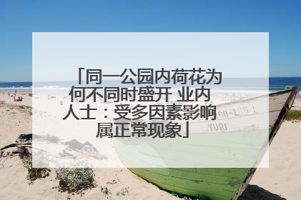 同一公园内荷花为何不同时盛开 业内人士：受多因素影响 属正常现象