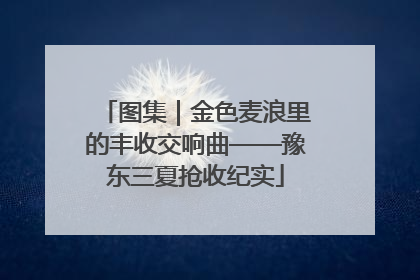 图集｜金色麦浪里的丰收交响曲——豫东三夏抢收纪实