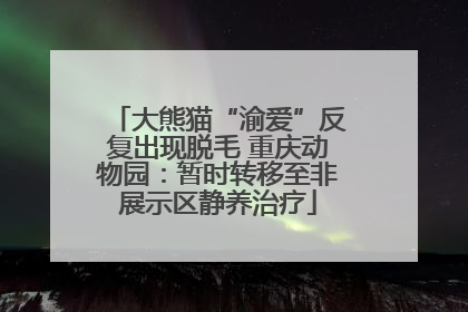 大熊猫“渝爱”反复出现脱毛 重庆动物园：暂时转移至非展示区静养治疗