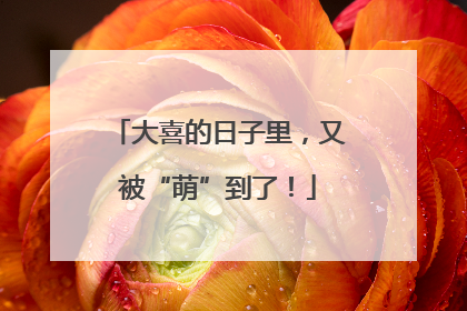 大喜的日子里，又被“萌”到了！