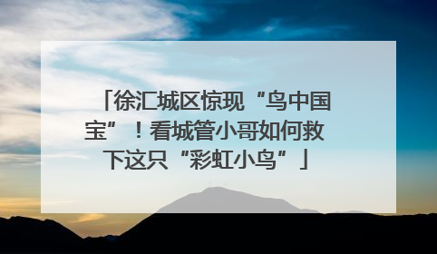 徐汇城区惊现“鸟中国宝”！看城管小哥如何救下这只“彩虹小鸟”
