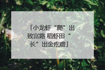小龙虾“爬”出致富路 稻虾田“长”出金疙瘩