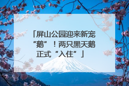 屏山公园迎来新宠“鹅”！两只黑天鹅正式“入住”