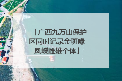 广西九万山保护区同时记录金斑喙凤蝶雌雄个体