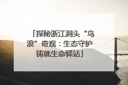 探秘浙江洞头“鸟浪”奇观：生态守护铸就生命驿站