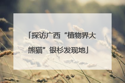 探访广西“植物界大熊猫”银杉发现地