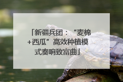 新疆兵团：“麦棉+西瓜”高效种植模式奏响致富曲
