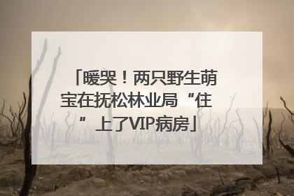 暖哭！两只野生萌宝在抚松林业局“住”上了VIP病房