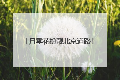 月季花扮靓北京道路