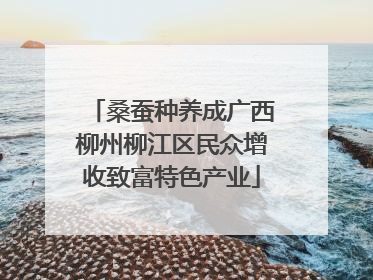桑蚕种养成广西柳州柳江区民众增收致富特色产业