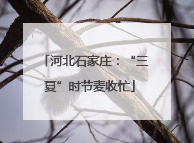 河北石家庄：“三夏”时节麦收忙
