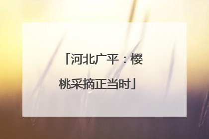 河北广平：樱桃采摘正当时