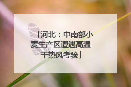 河北：中南部小麦生产区遭遇高温干热风考验