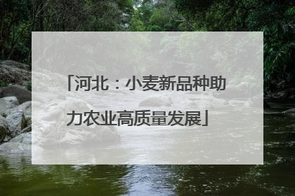 河北：小麦新品种助力农业高质量发展