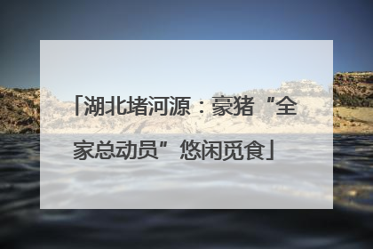 湖北堵河源：豪猪“全家总动员”悠闲觅食