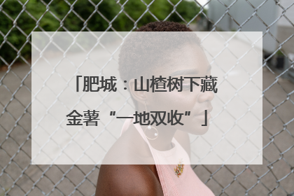 肥城：山楂树下藏金薯“一地双收”