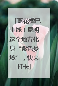 蓝花楹已上线！昆明这个地方化身“紫色梦境”，快来打卡