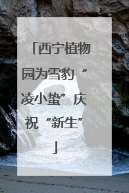 西宁植物园为雪豹“凌小蛰”庆祝“新生”