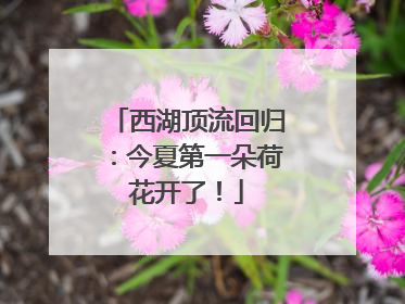 西湖顶流回归：今夏第一朵荷花开了！