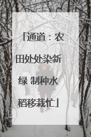 通道：农田处处染新绿 制种水稻移栽忙