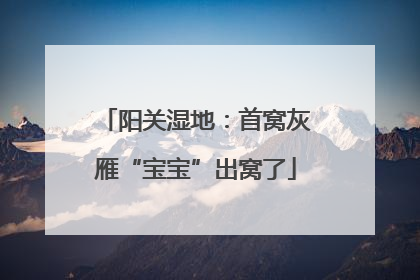 阳关湿地：首窝灰雁“宝宝”出窝了