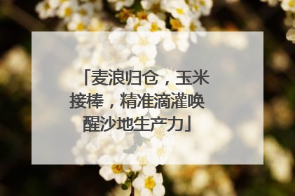 麦浪归仓，玉米接棒，精准滴灌唤醒沙地生产力