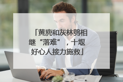 黄麂和灰林鸮相继“落难”，十堰好心人接力施救