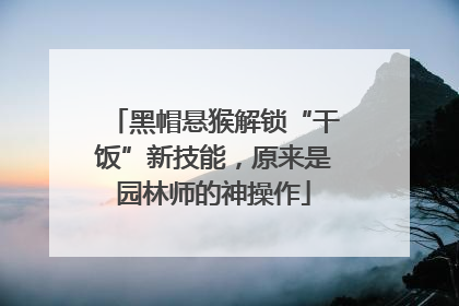 黑帽悬猴解锁“干饭”新技能，原来是园林师的神操作