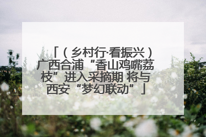 （乡村行·看振兴）广西合浦“香山鸡嘴荔枝”进入采摘期 将与西安“梦幻联动”