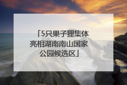 5只果子狸集体亮相湖南南山国家公园候选区